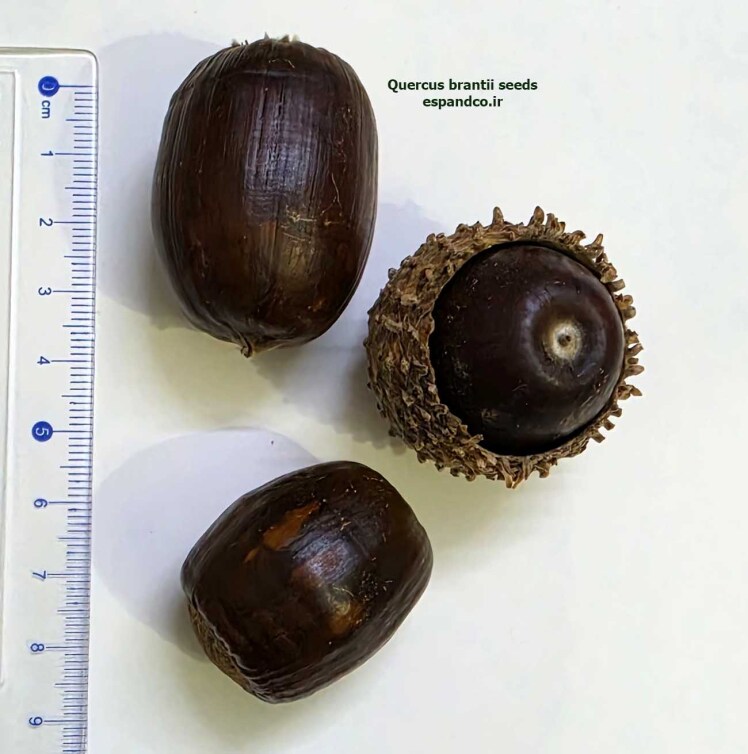 Quercus brantii seeds